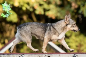 Read more about the article Västgötaspets breeders and puppies in Sjælland