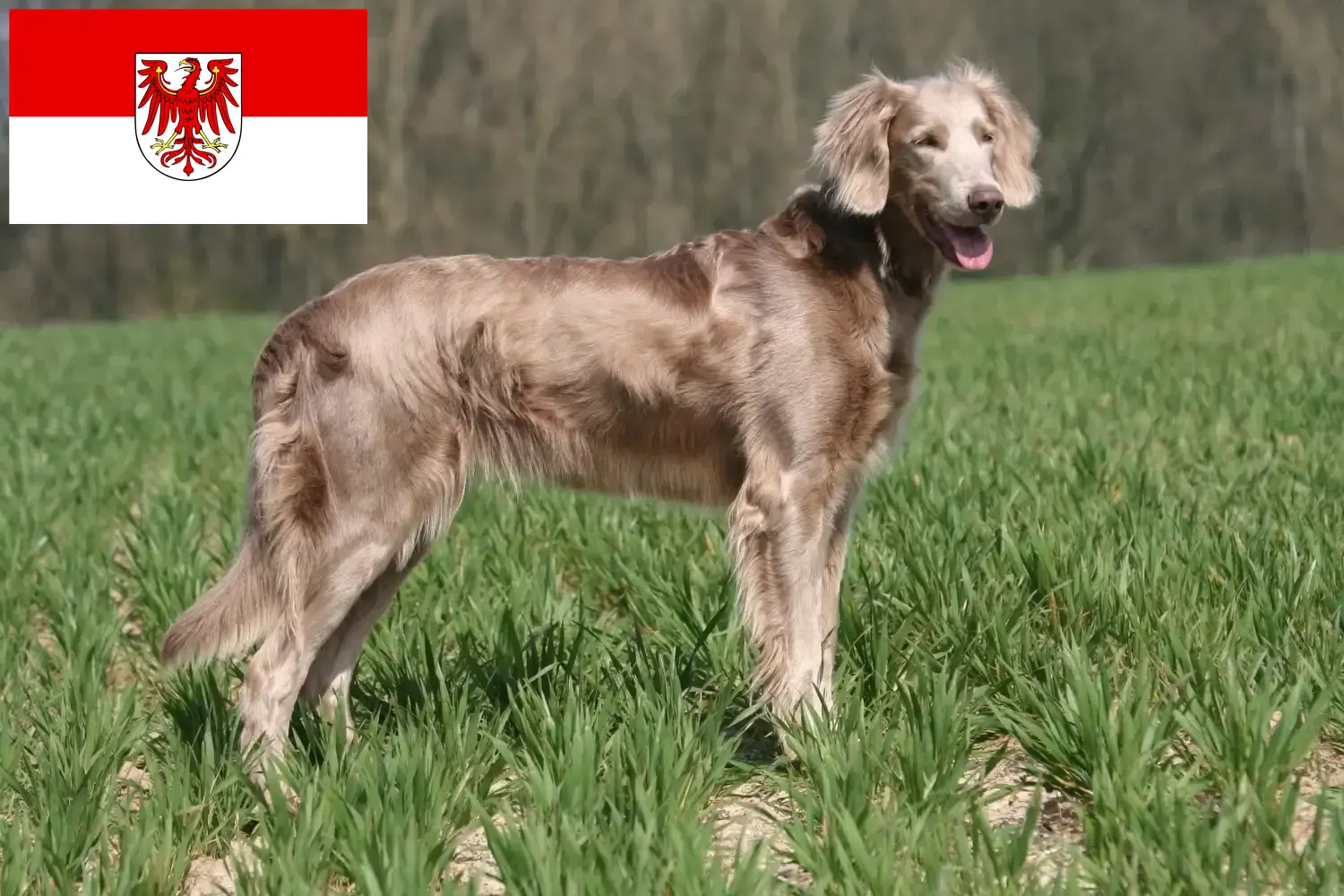 Weimaraner puppies and breeders Brandenburg Here you can find Weimaraner breeders in Brandenburg.