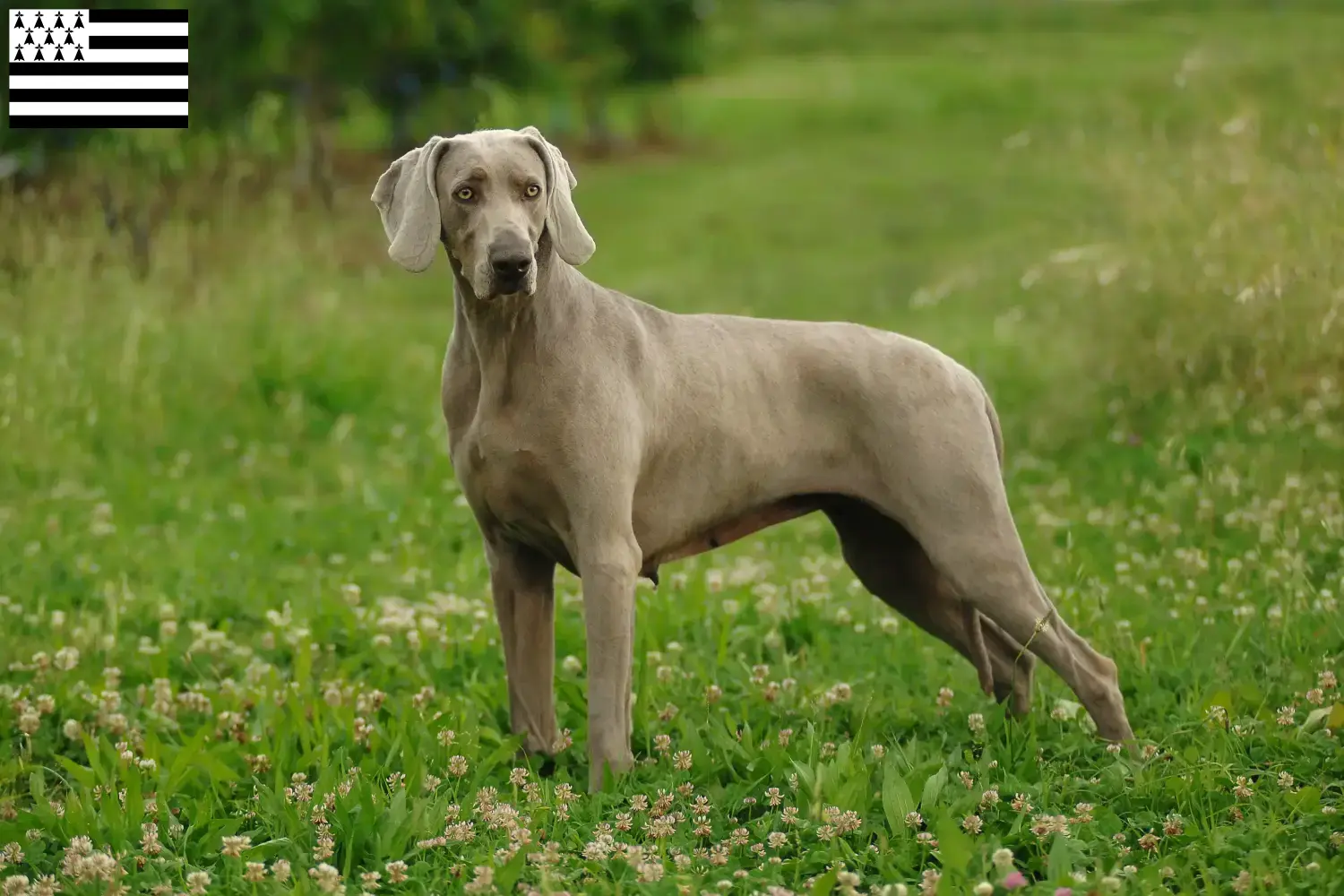 Read more about the article Weimaraner breeders and puppies in Brittany