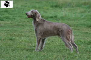 Read more about the article Weimaraner breeders and puppies in Corsica