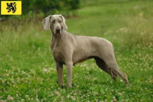 Read more about the article Weimaraner breeders and puppies in Flanders