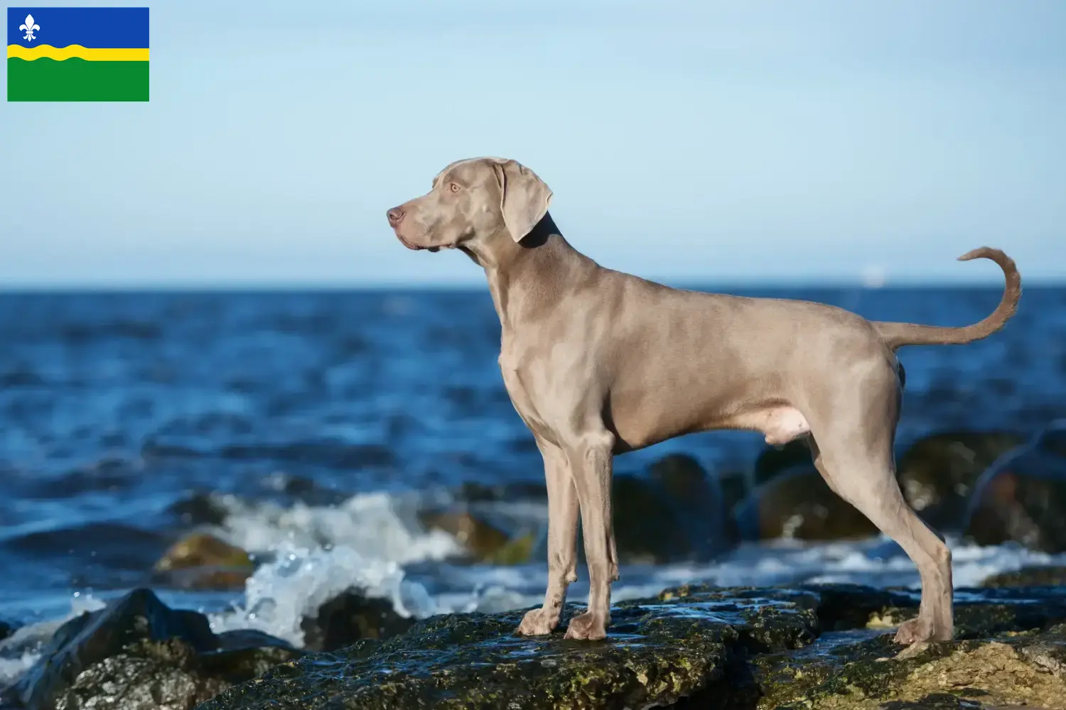 Read more about the article Weimaraner breeders and puppies in Flevoland
