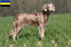 Read more about the article Weimaraner breeders and puppies in Gelderland