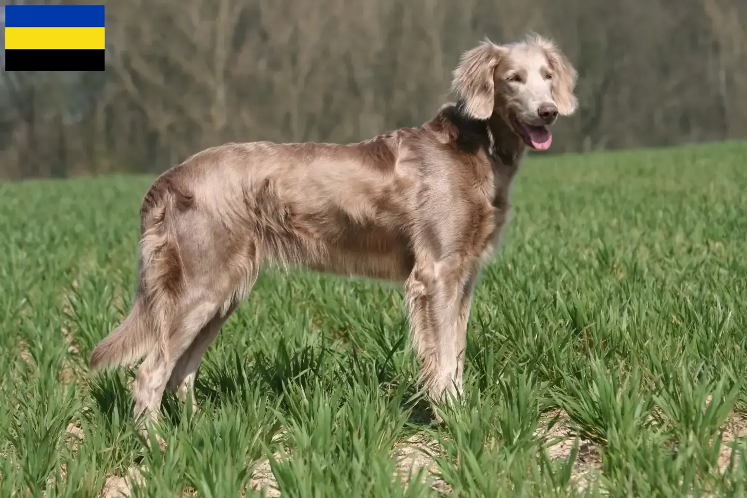 Read more about the article Weimaraner breeders and puppies in Gelderland