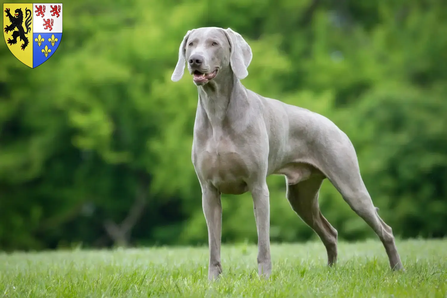 Weimaraner puppies and breeders Hauts-de-France Here you can find Weimaraner breeders in Hauts-de-France.