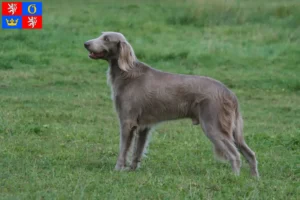 Read more about the article Weimaraner breeders and puppies in Hradec Králové