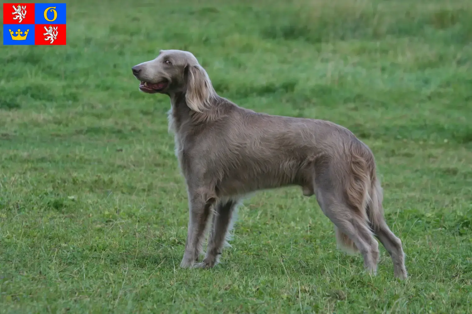 Weimaraner puppies and breeders Hradec Králové Here you can find Weimaraner breeders in Hradec Králové.