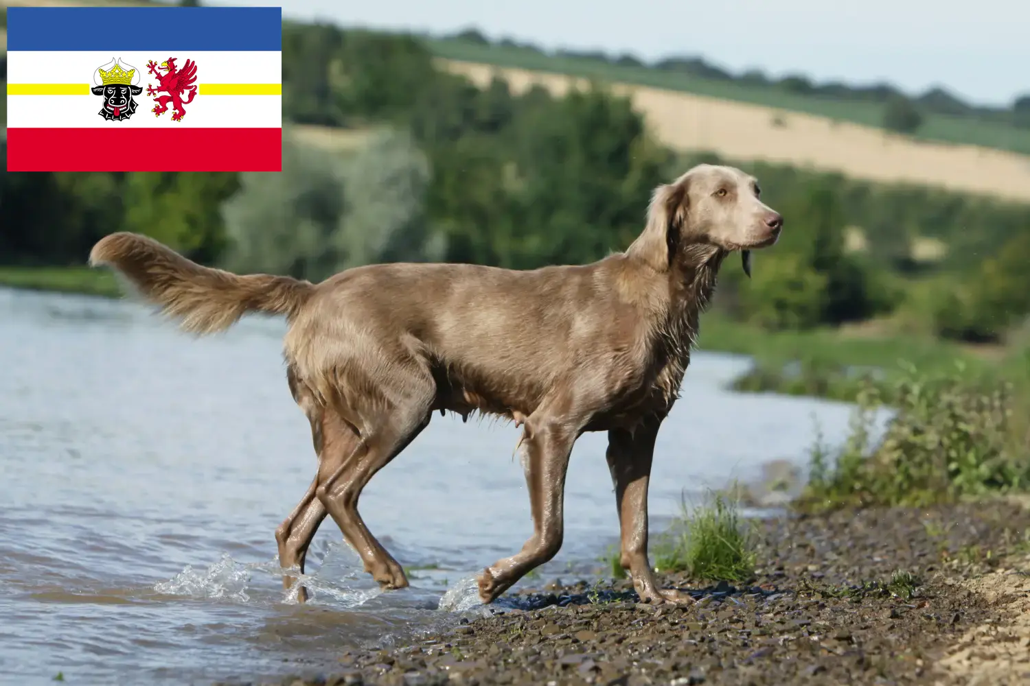 Weimaraner puppies and breeders Mecklenburg-Vorpommern Here you can find Weimaraner breeders in Mecklenburg-Vorpommern.