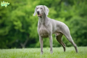 Read more about the article Weimaraner breeders and puppies in Midtjylland