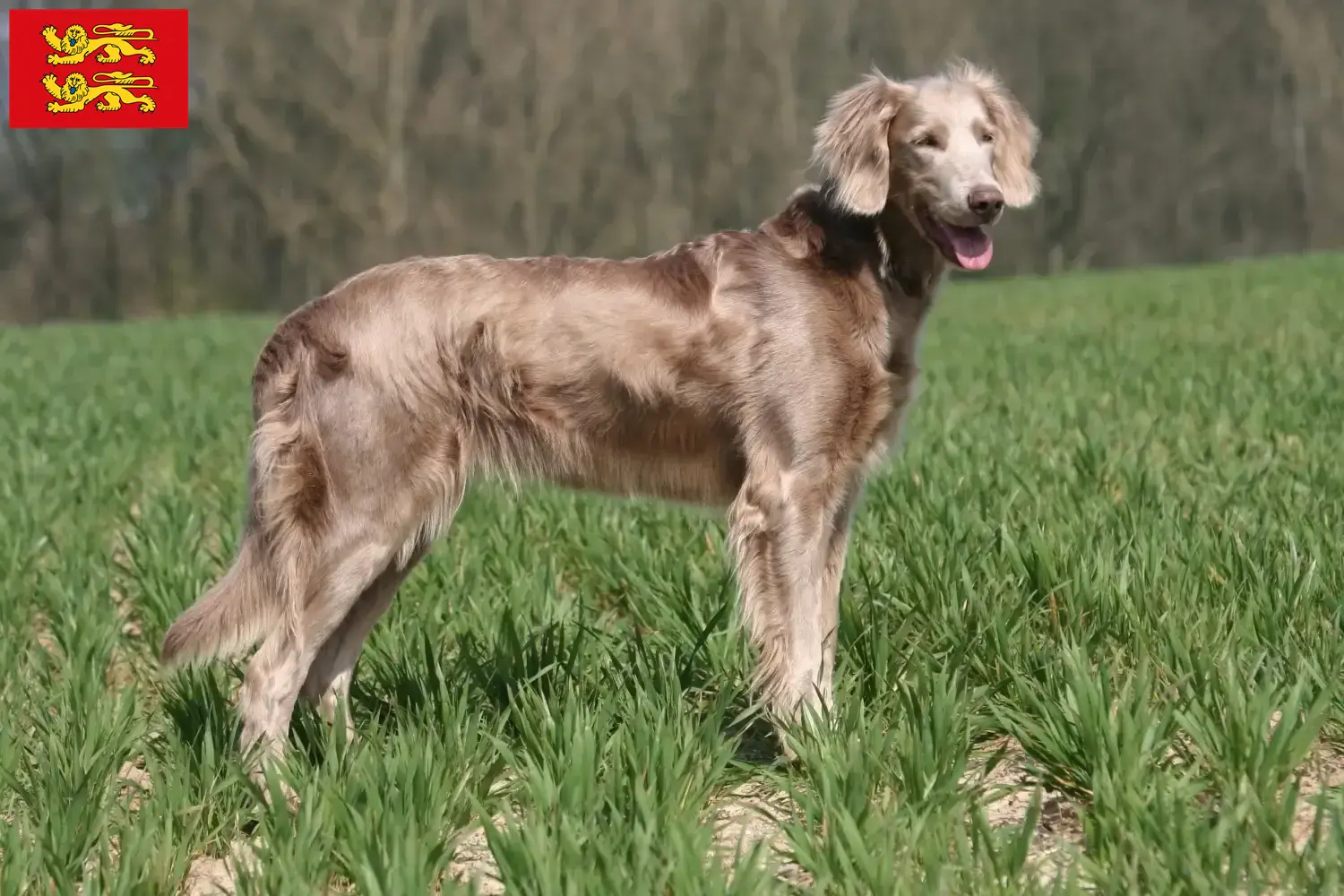 Weimaraner puppies and breeders Normandy Here you can find Weimaraner breeders in Normandy.