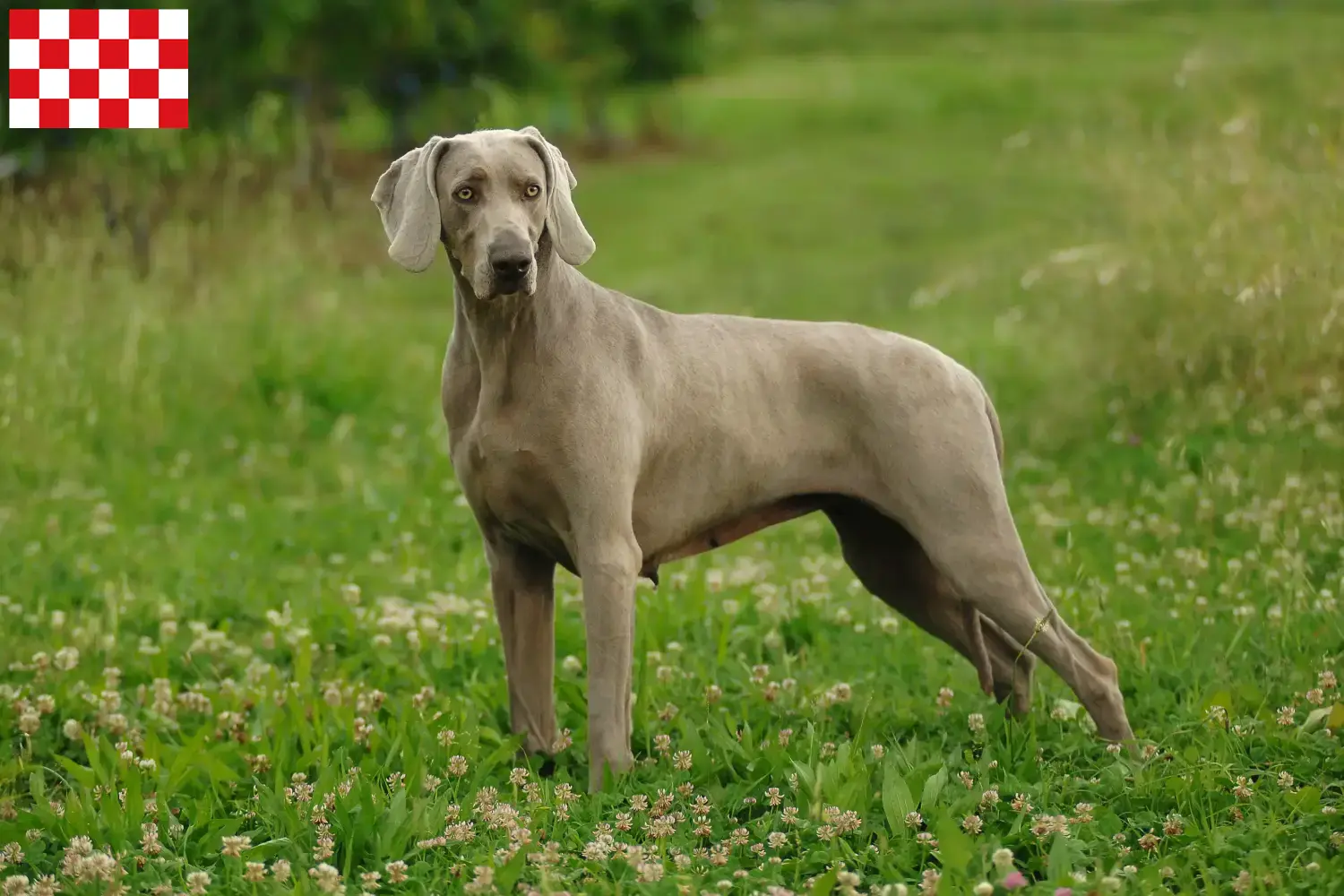 Weimaraner puppies and breeders North Brabant Find Weimaraner breeders in North Brabant.