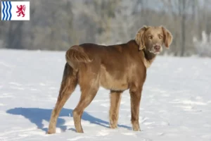 Read more about the article Weimaraner breeders and puppies in Nouvelle-Aquitaine