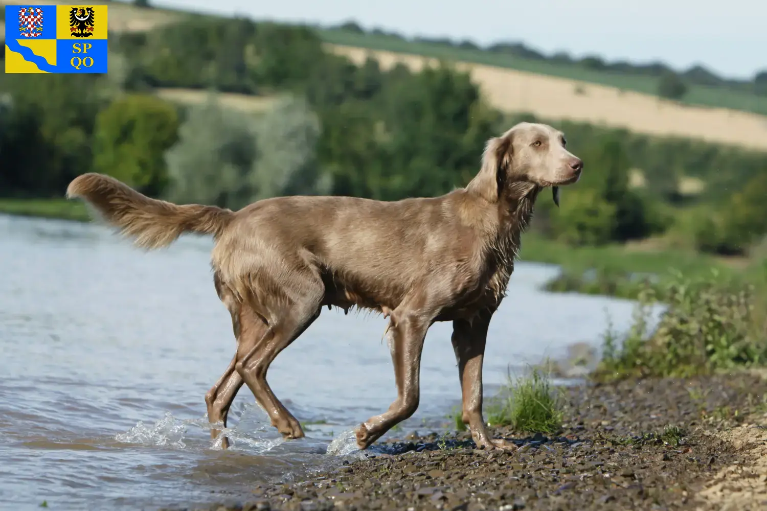 Weimaraner puppies and breeders Olomouc Find Weimaraner breeders in Olomouc here.