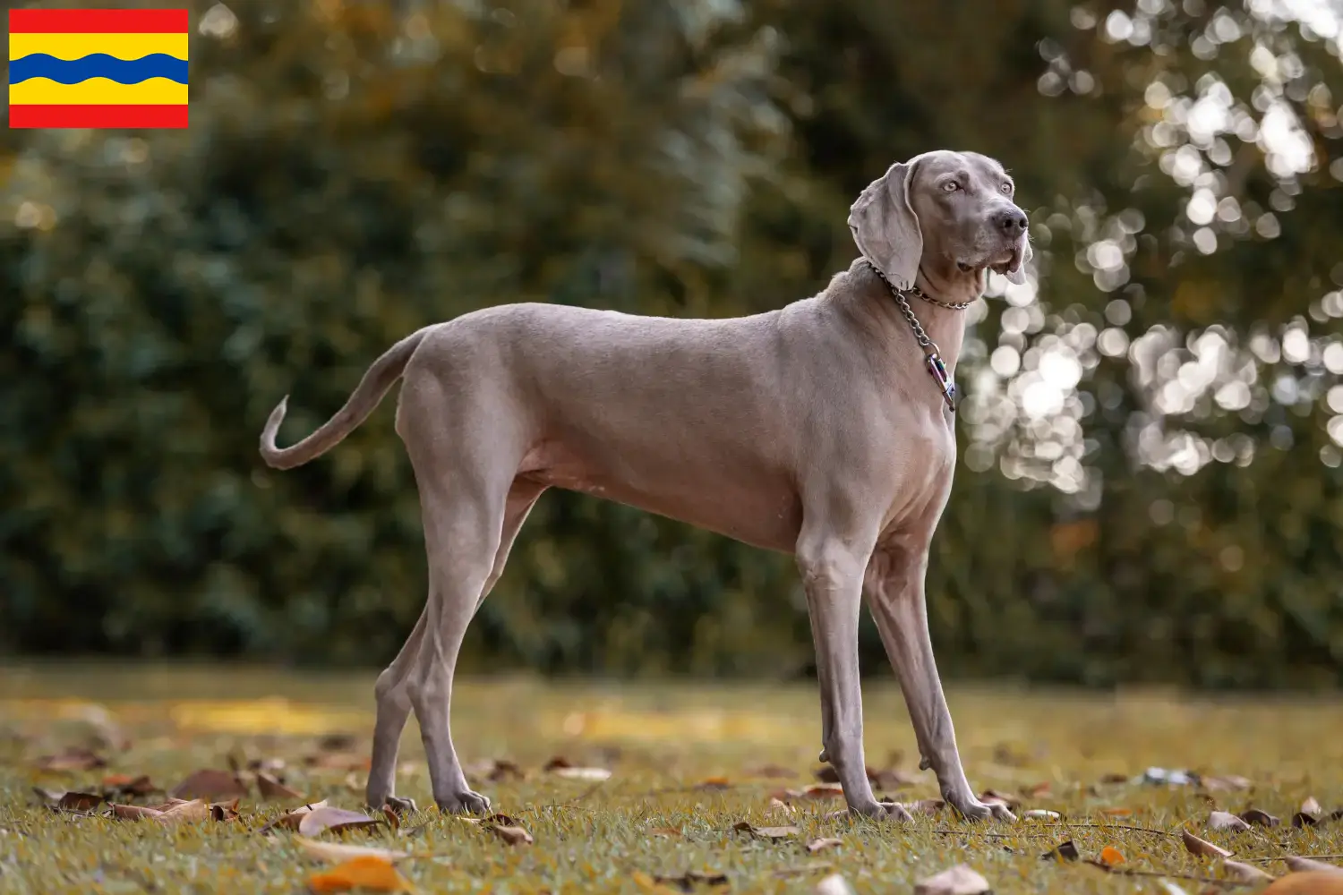 Weimaraner puppies and breeders Overijssel Find Weimaraner breeders in Overijssel.