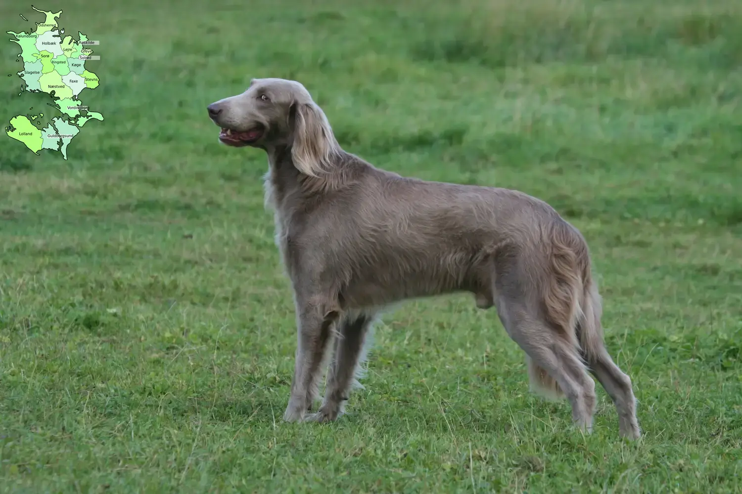 Weimaraner puppies and breeders Sjælland Here you can find Weimaraner breeders in Sjælland.