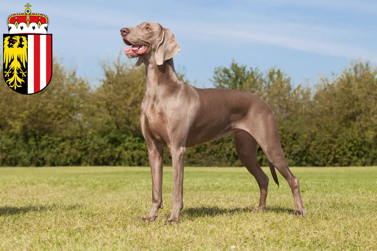 Weimaraner puppies and breeders Upper Austria Here you can find Weimaraner breeders in Upper Austria.