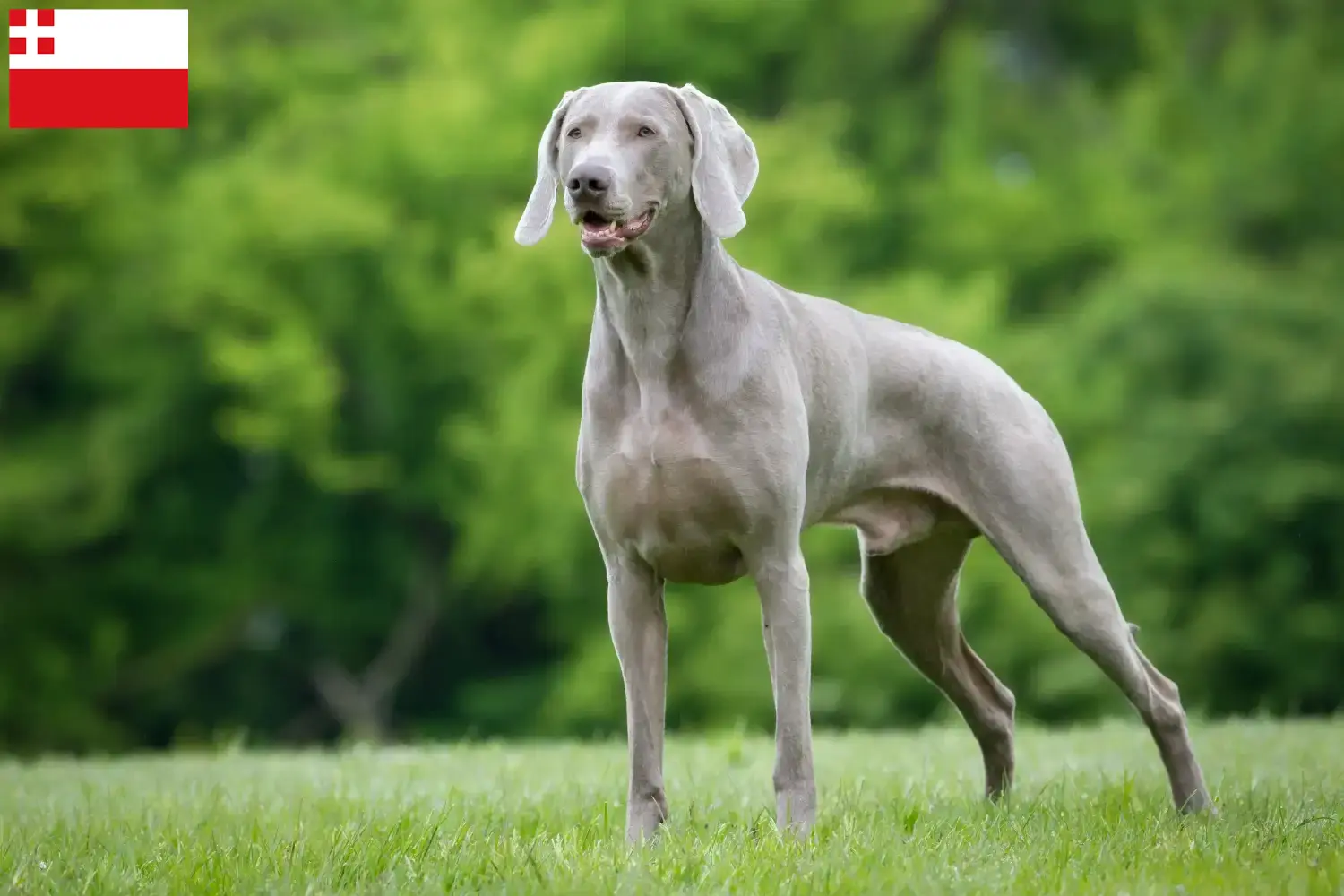Weimaraner puppies and breeders Utrecht Find Weimaraner breeders in Utrecht.