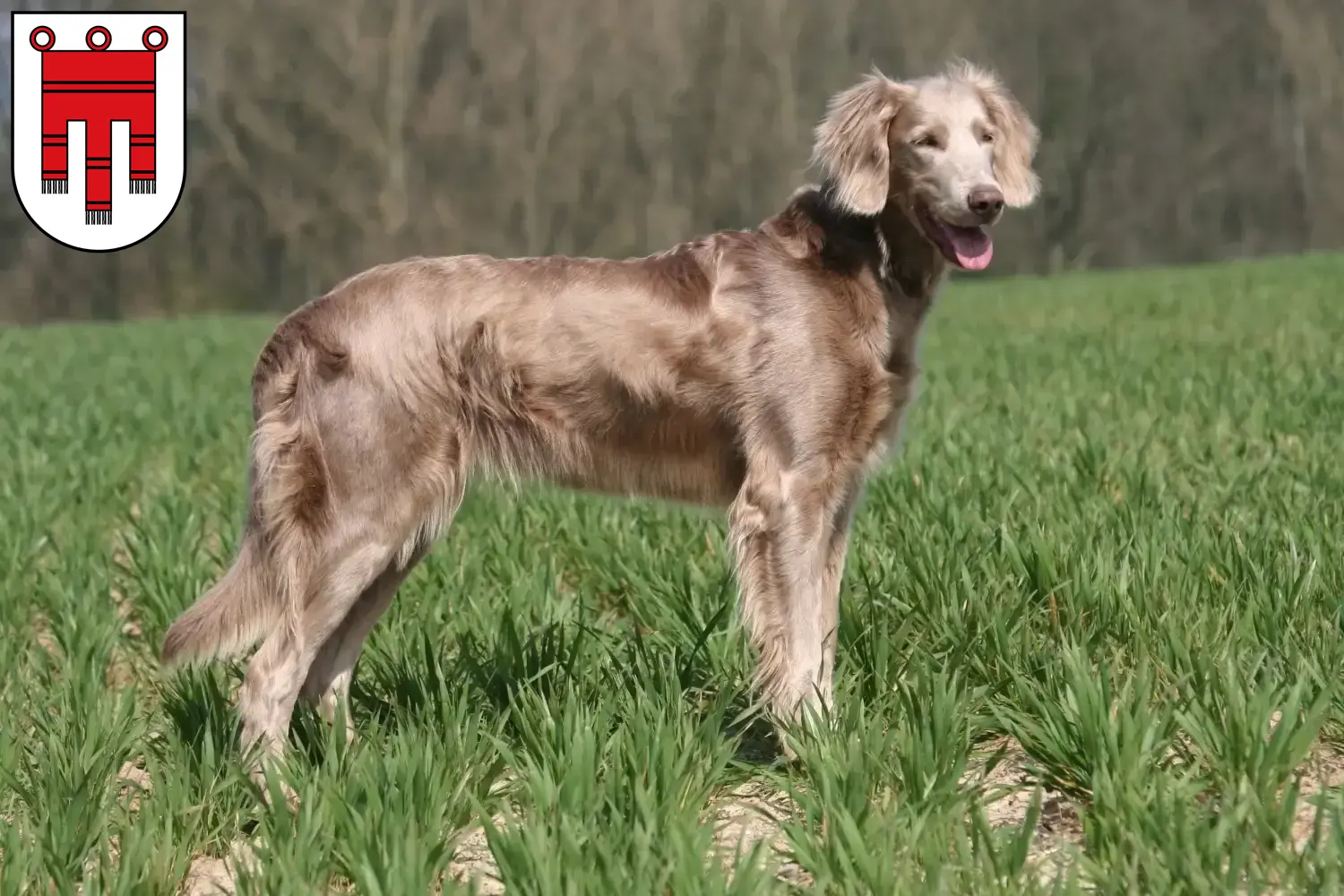 Read more about the article Weimaraner breeders and puppies in Vorarlberg