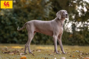 Read more about the article Weimaraner breeders and puppies in Walloon Region