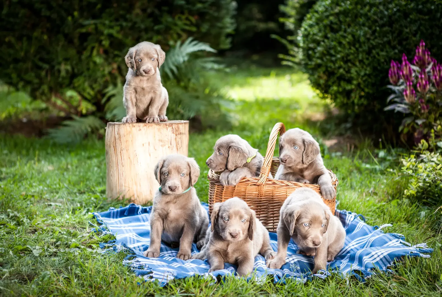 Buying a Weimaraner puppy means taking responsibility! Buy Weimaraner puppies.