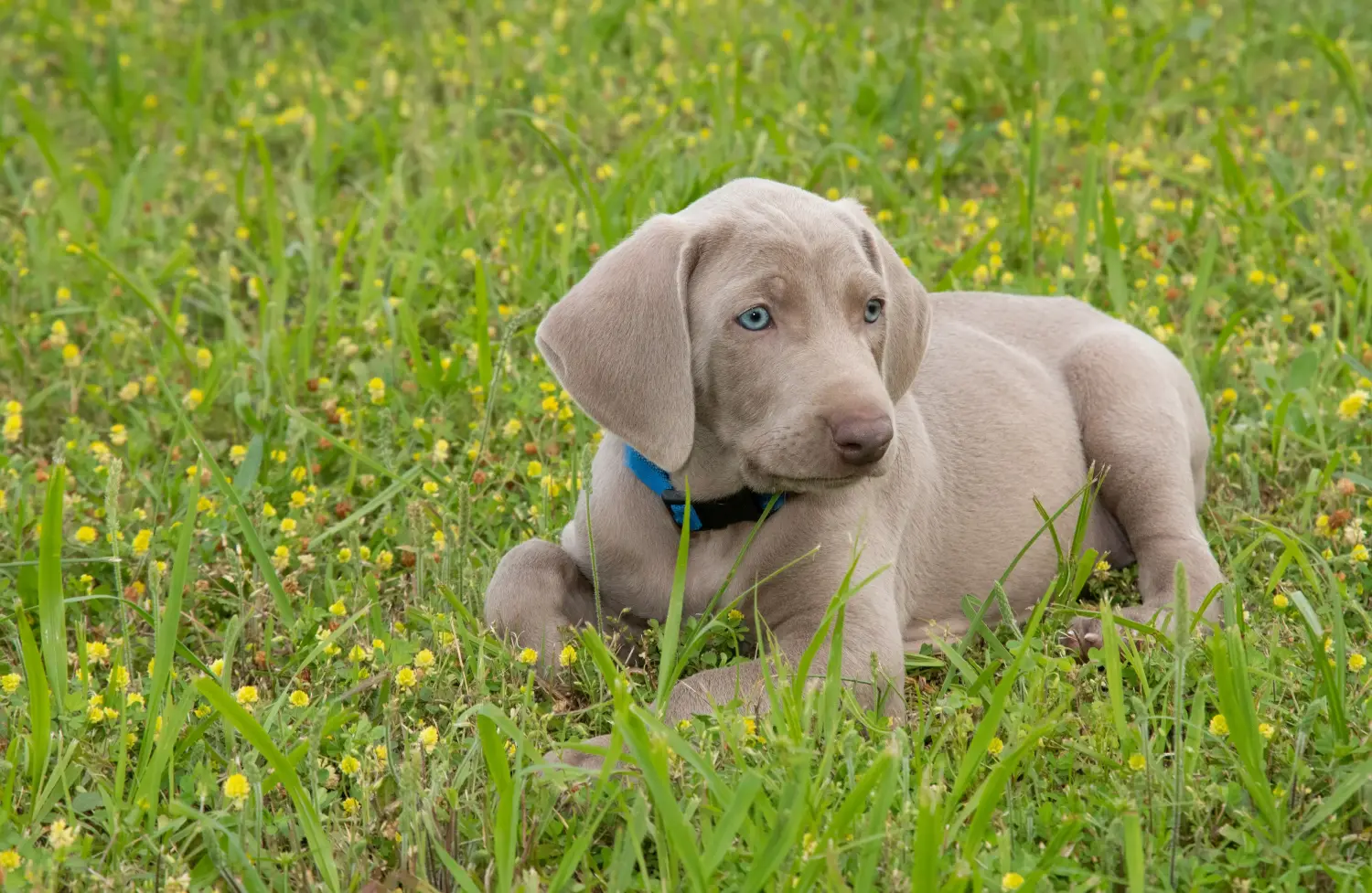 Buying a Weimaraner puppy means taking responsibility! Buy Weimaraner puppies.