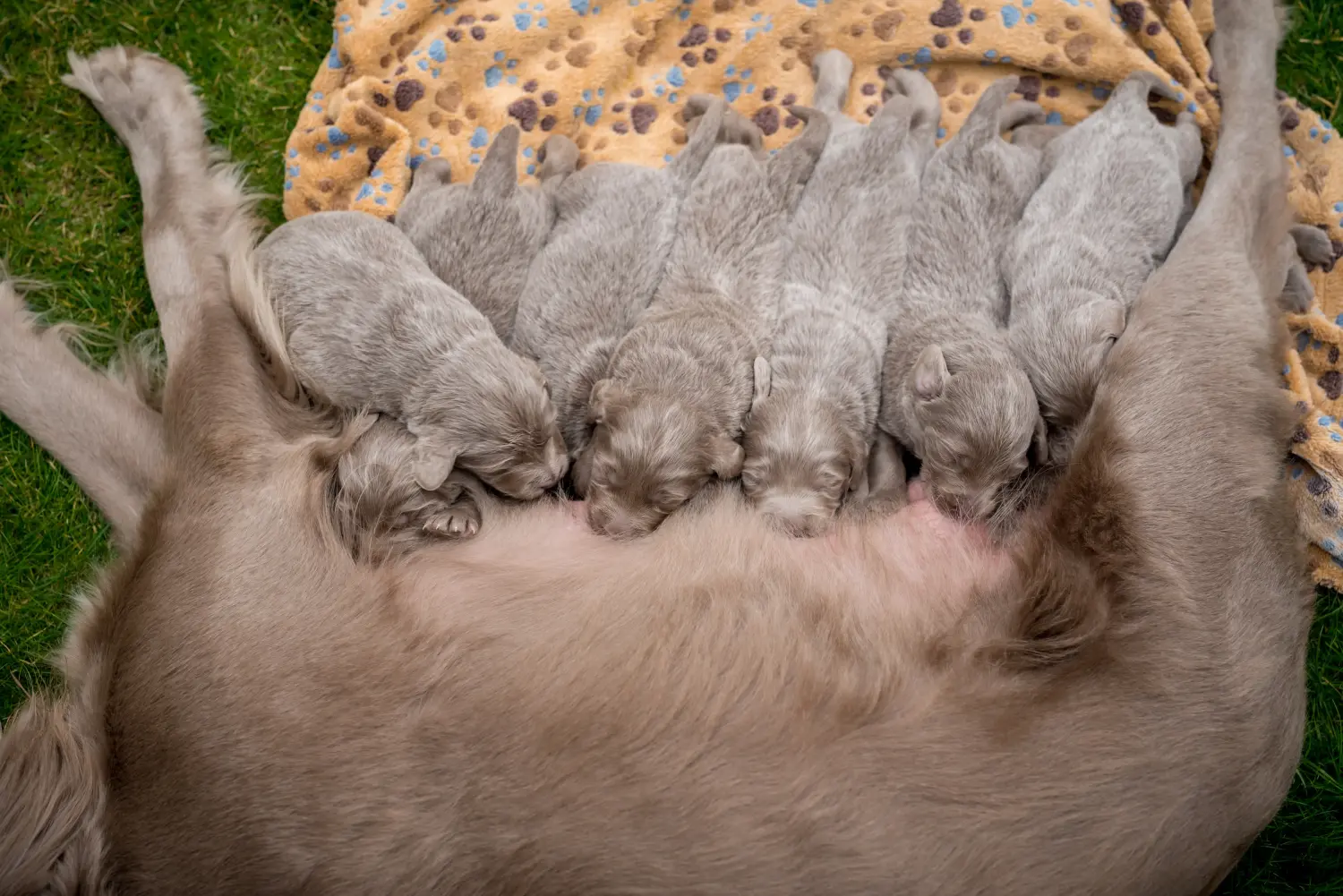 Buying a Weimaraner puppy means taking responsibility! Buy Weimaraner puppies.