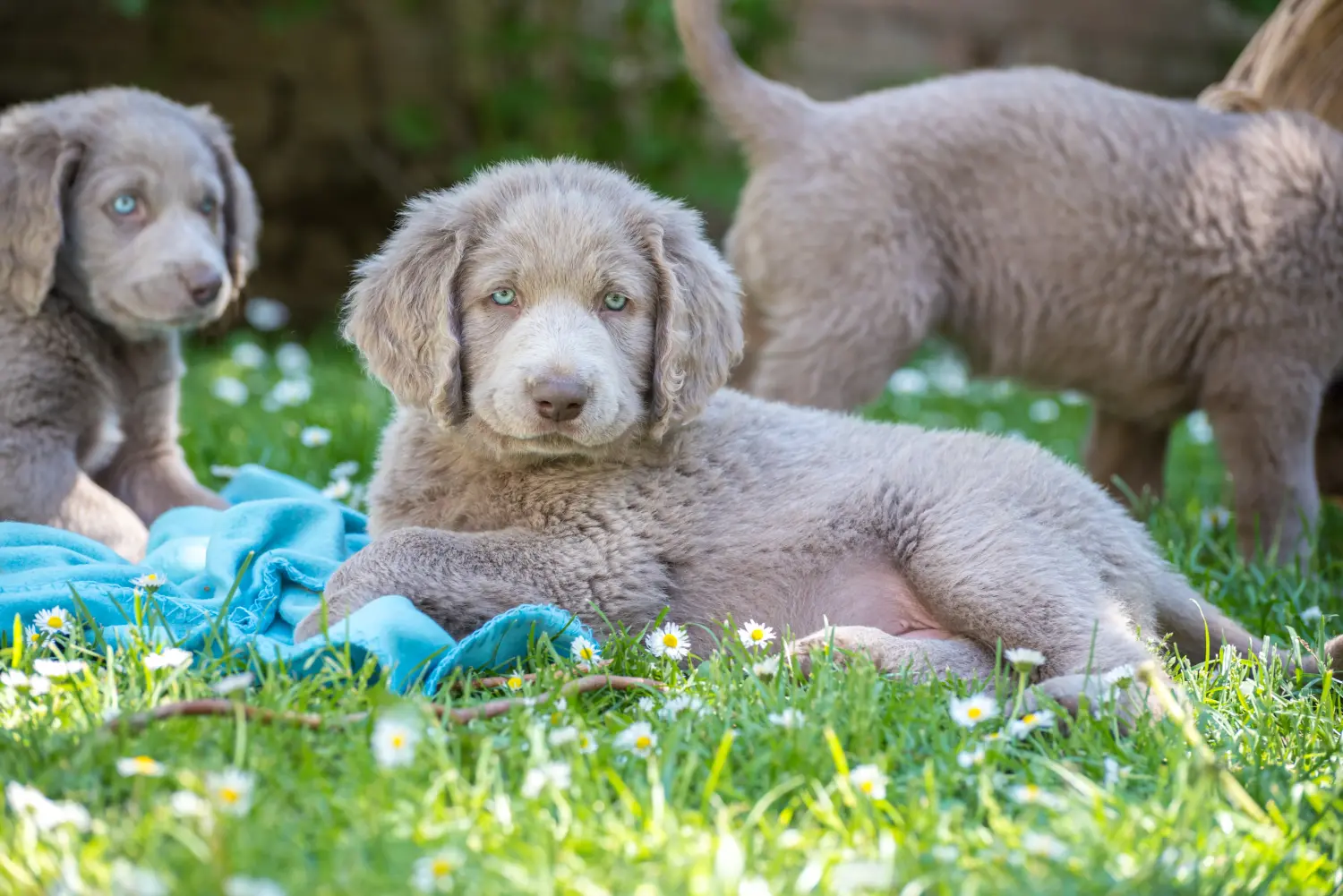 Buying a Weimaraner puppy means taking responsibility! Buy Weimaraner puppies.