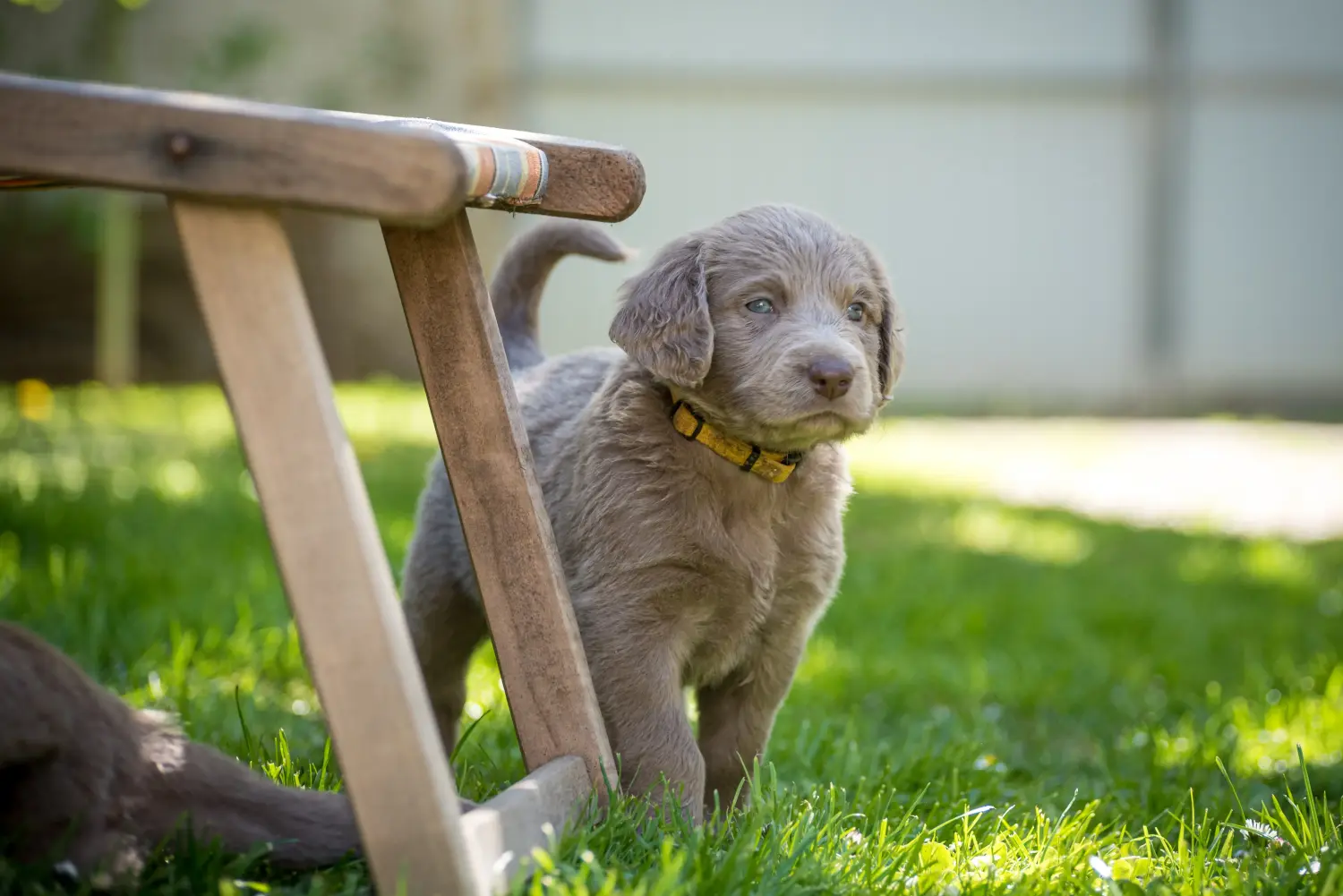 Buying a Weimaraner puppy means taking responsibility! Buy Weimaraner puppies.