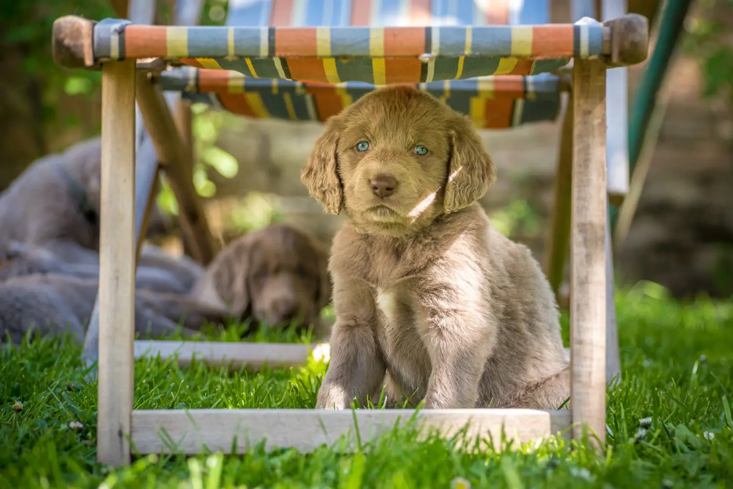Buying a Weimaraner puppy means taking responsibility! Buy Weimaraner puppies.