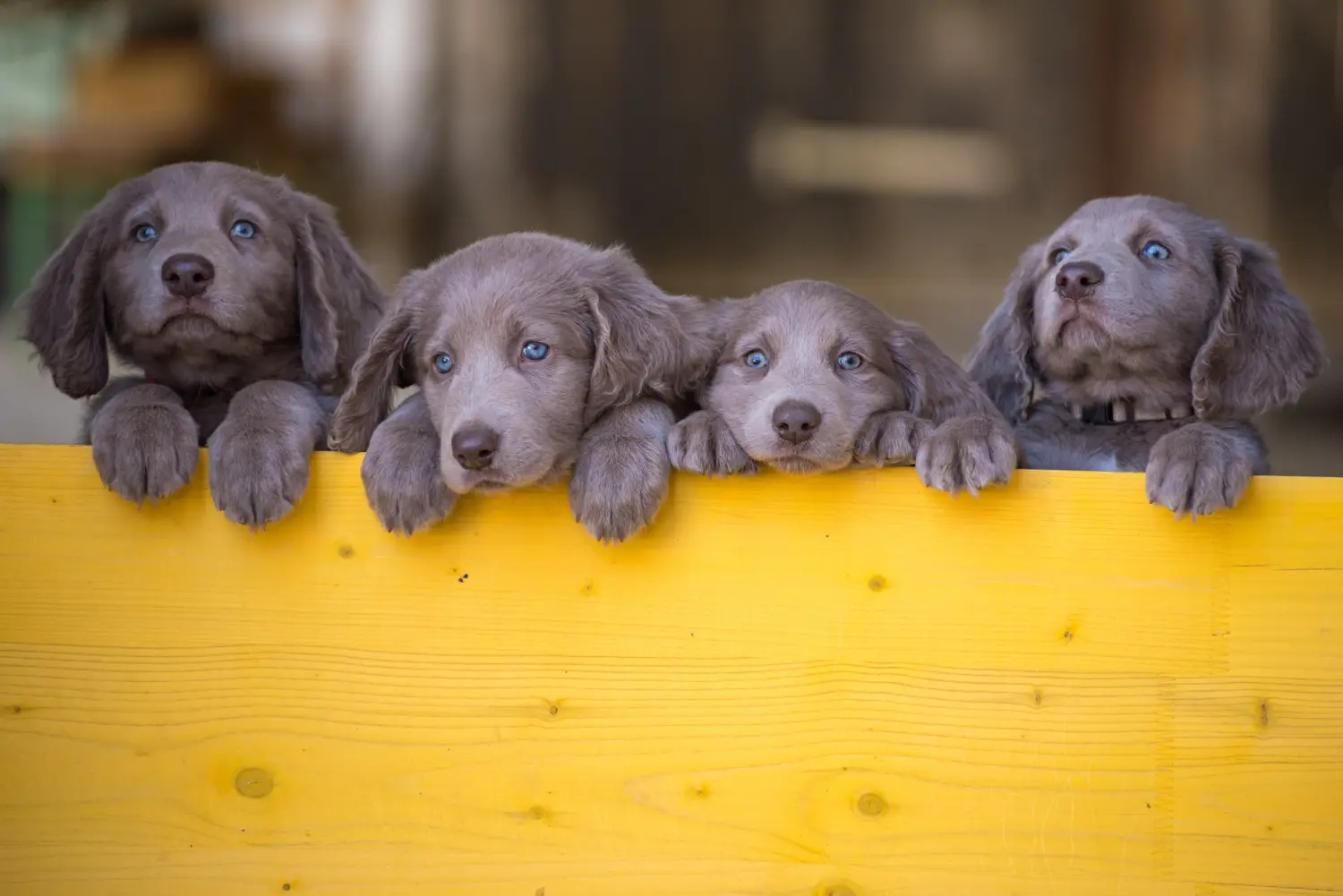 Buying a Weimaraner puppy means taking responsibility! Buy Weimaraner puppies.