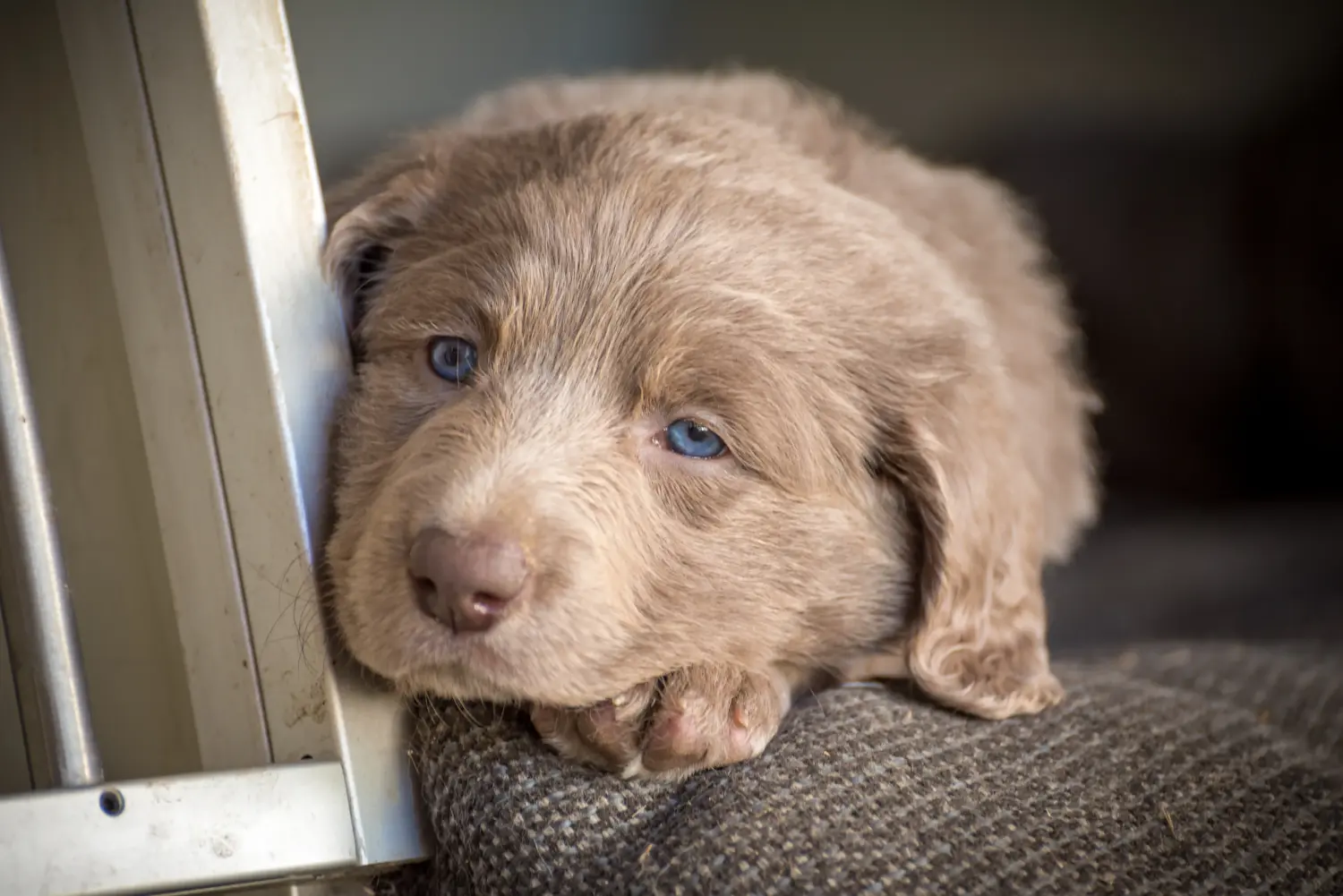 Buying a Weimaraner puppy means taking responsibility! Buy Weimaraner puppies.