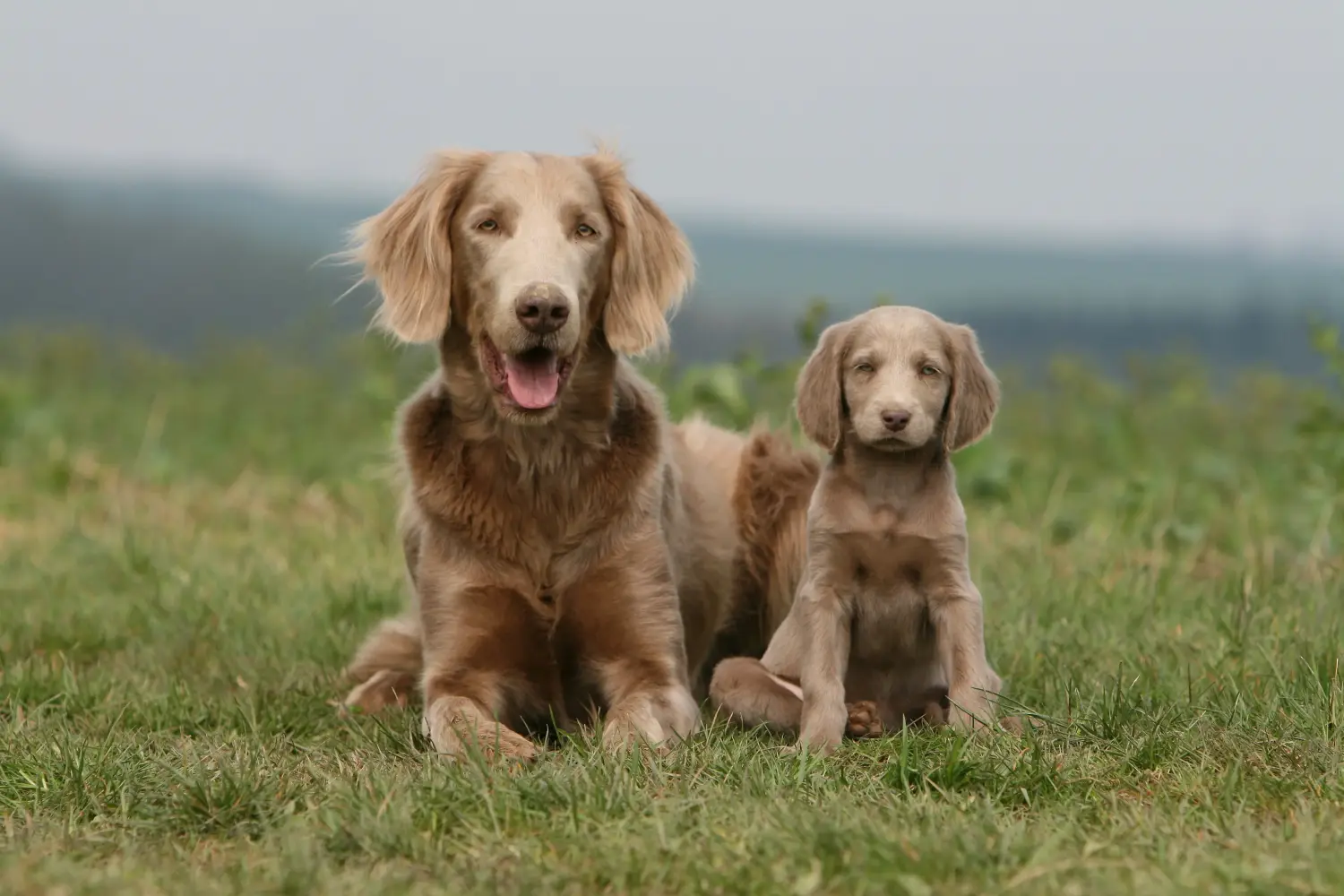 Buying a Weimaraner puppy means taking responsibility! Buy Weimaraner puppies.