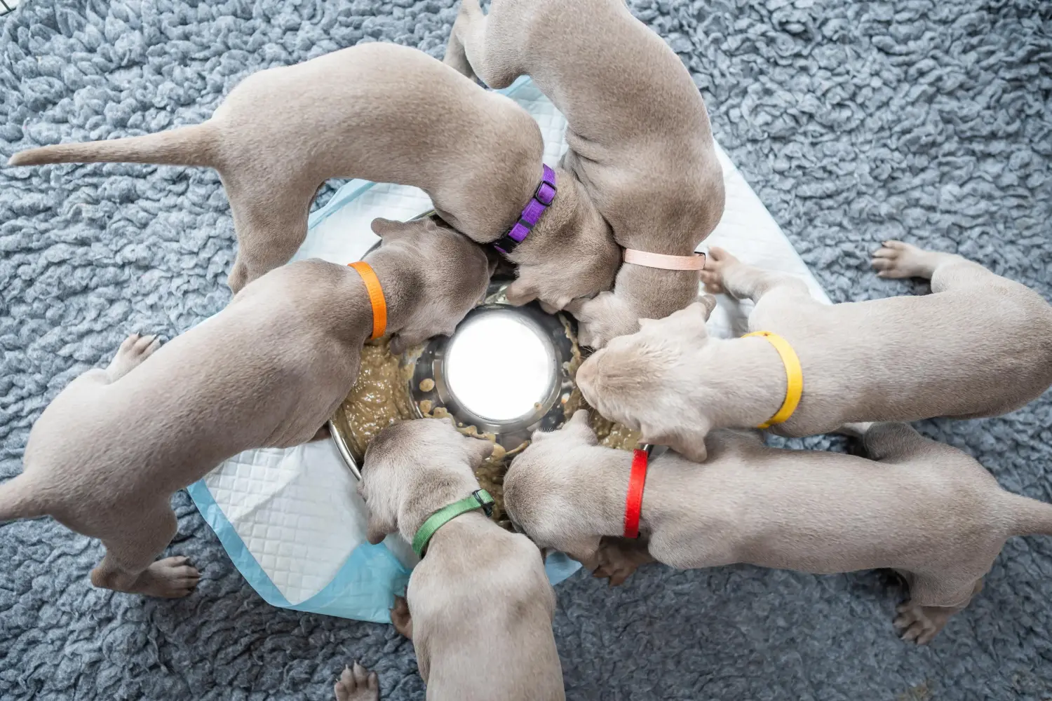 Buying a Weimaraner puppy means taking responsibility! Buy Weimaraner puppies.