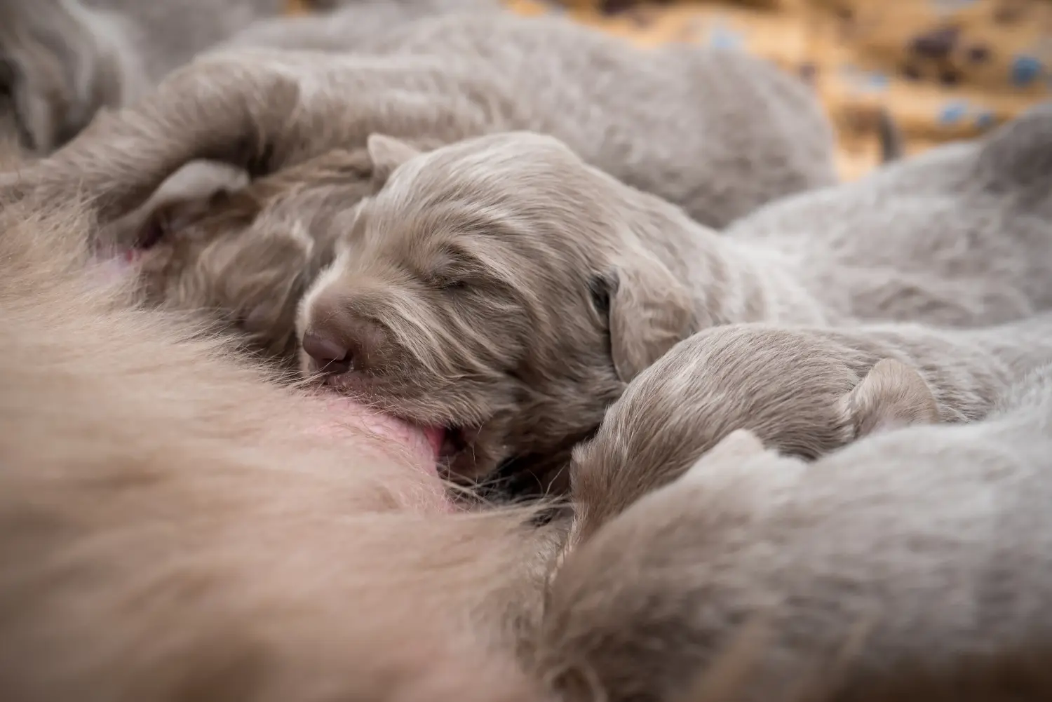 Buying a Weimaraner puppy means taking responsibility! Buy Weimaraner puppies.