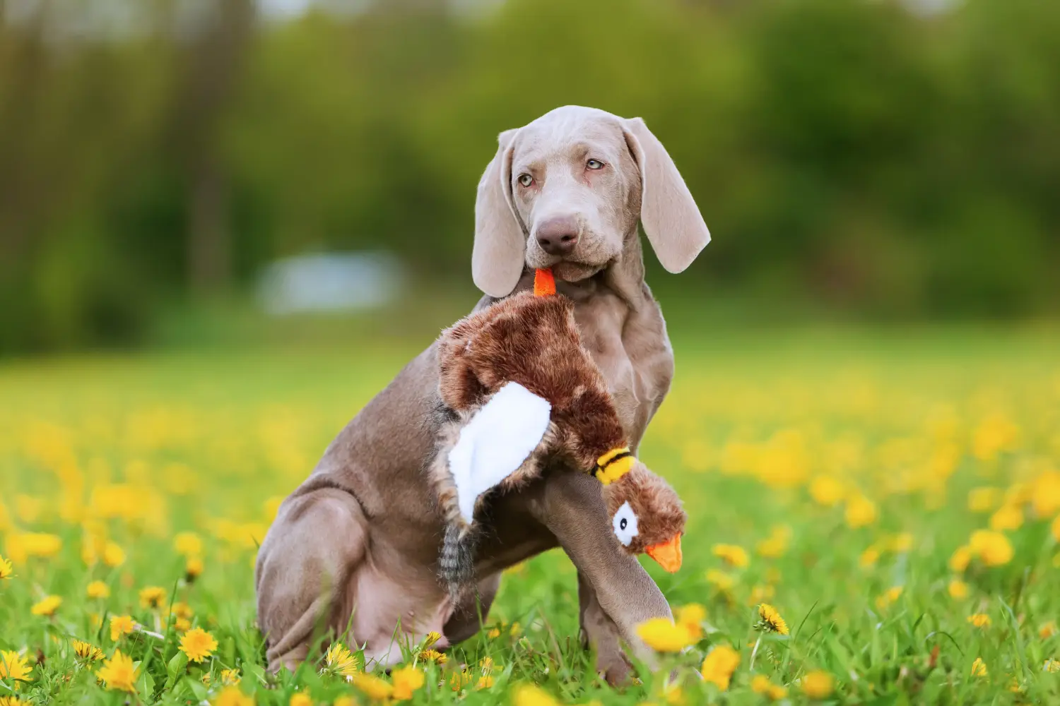 Buying a Weimaraner puppy means taking responsibility! Buy Weimaraner puppies.