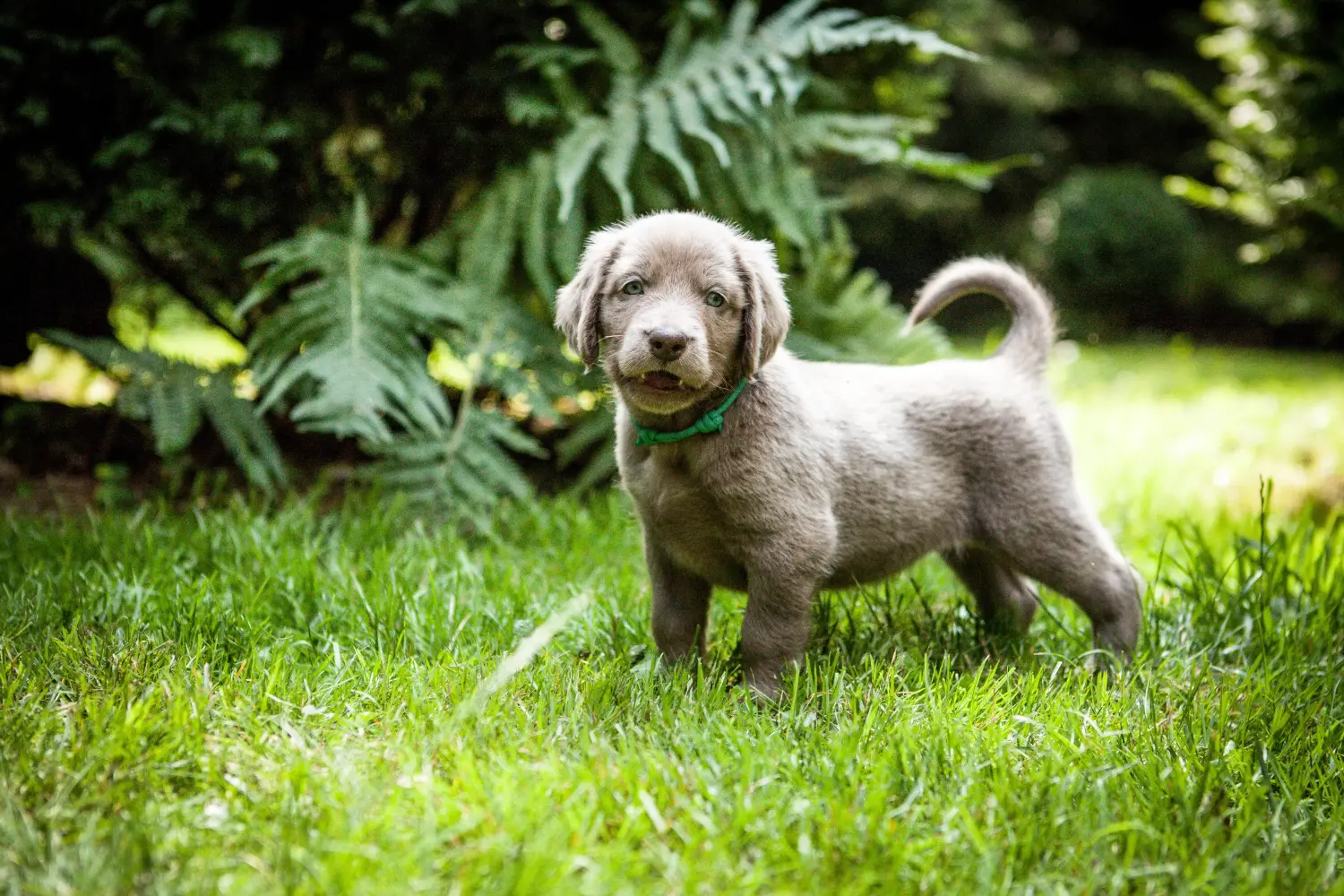Buying a Weimaraner puppy means taking responsibility! Buy Weimaraner puppies.