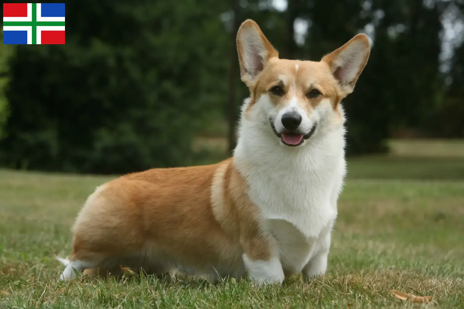 Welsh Corgi puppies and breeder Groningen Find Welsh Corgis breeders in Groningen.