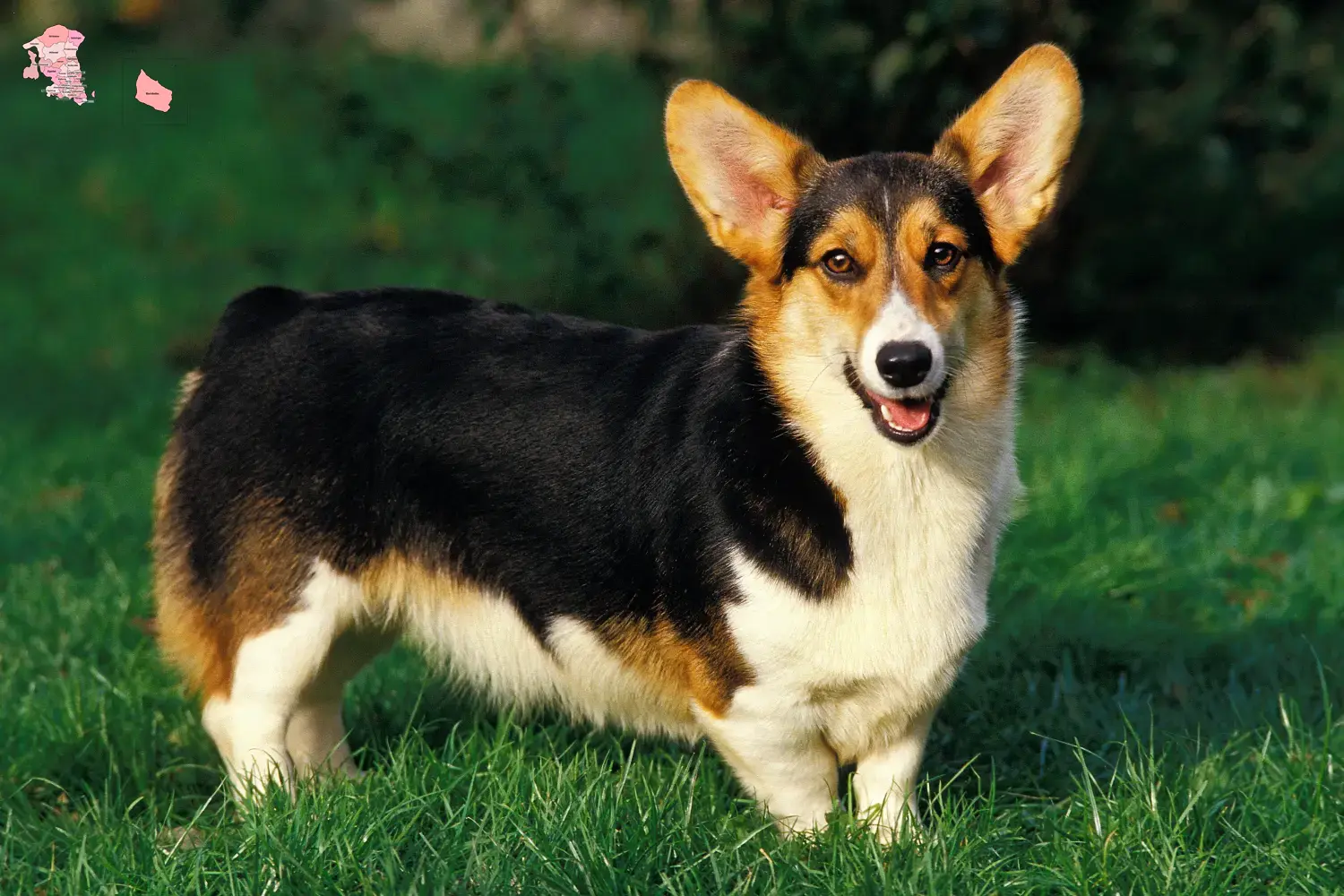 Welsh Corgi puppies and breeder Hovedstaden Find here Welsh Corgis breeders in Hovedstaden.