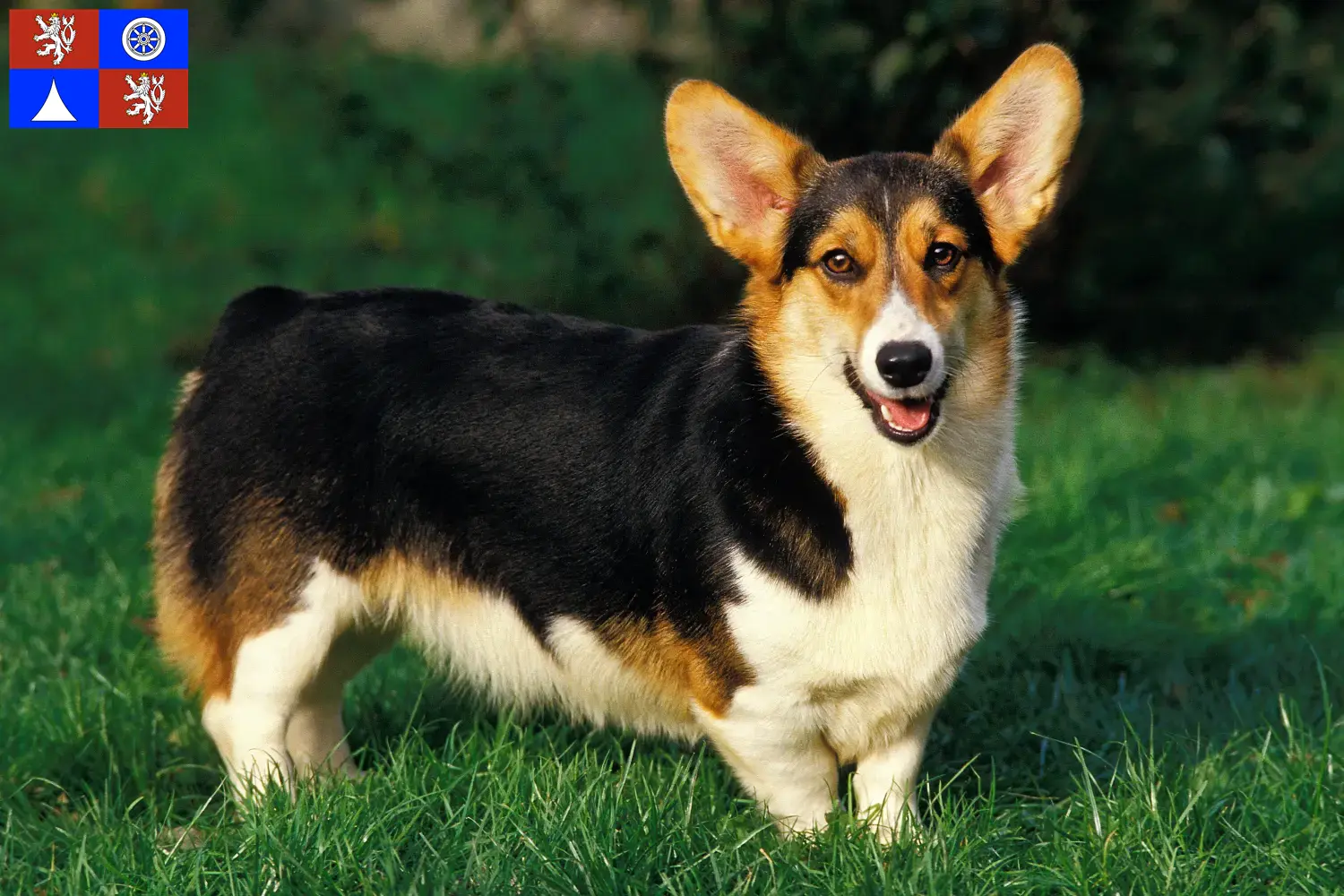 Read more about the article Welsh Corgi breeders and puppies in Liberec