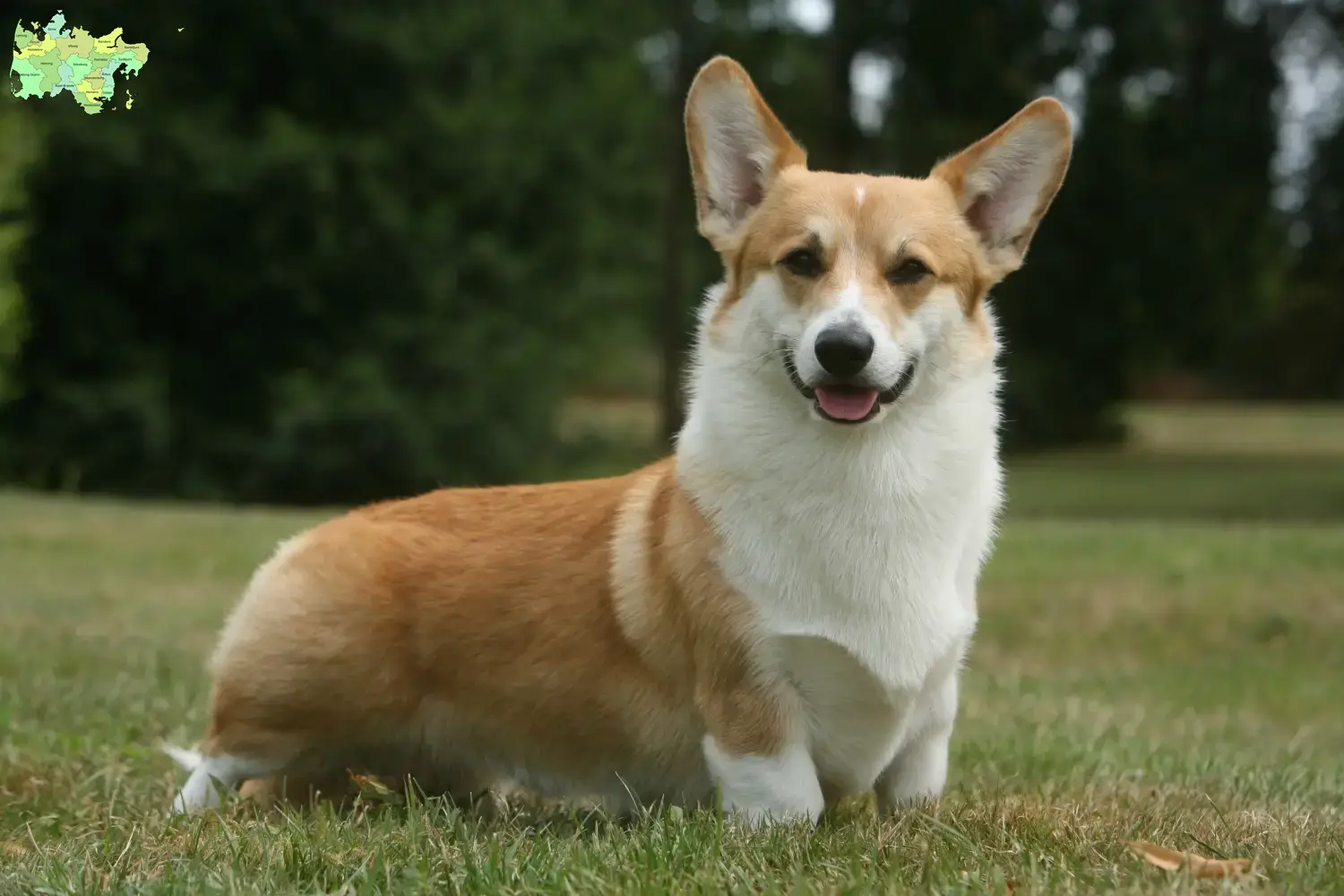 Welsh Corgi puppies and breeder Midtjylland Find Welsh Corgis breeders in Midtjylland.