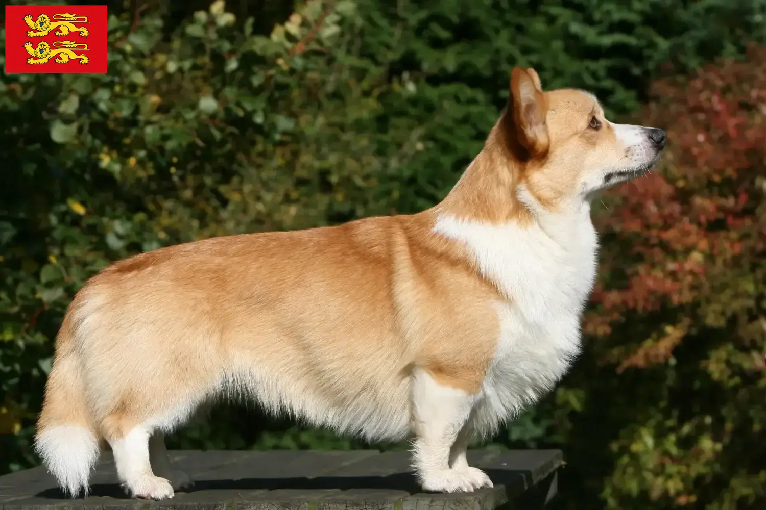 Welsh Corgi puppies and breeder Normandy Here you will find Welsh Corgis breeders in Normandy.