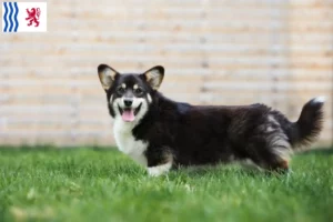 Read more about the article Welsh Corgi breeders and puppies in Nouvelle-Aquitaine