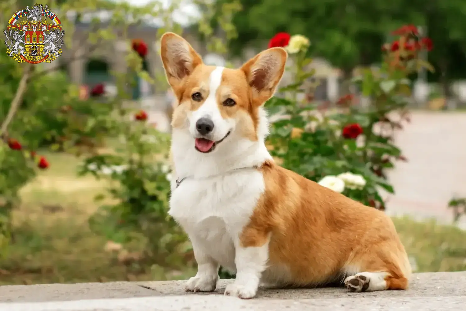 Welsh Corgi puppies and breeder Prague Find Welsh Corgis breeders in Prague.