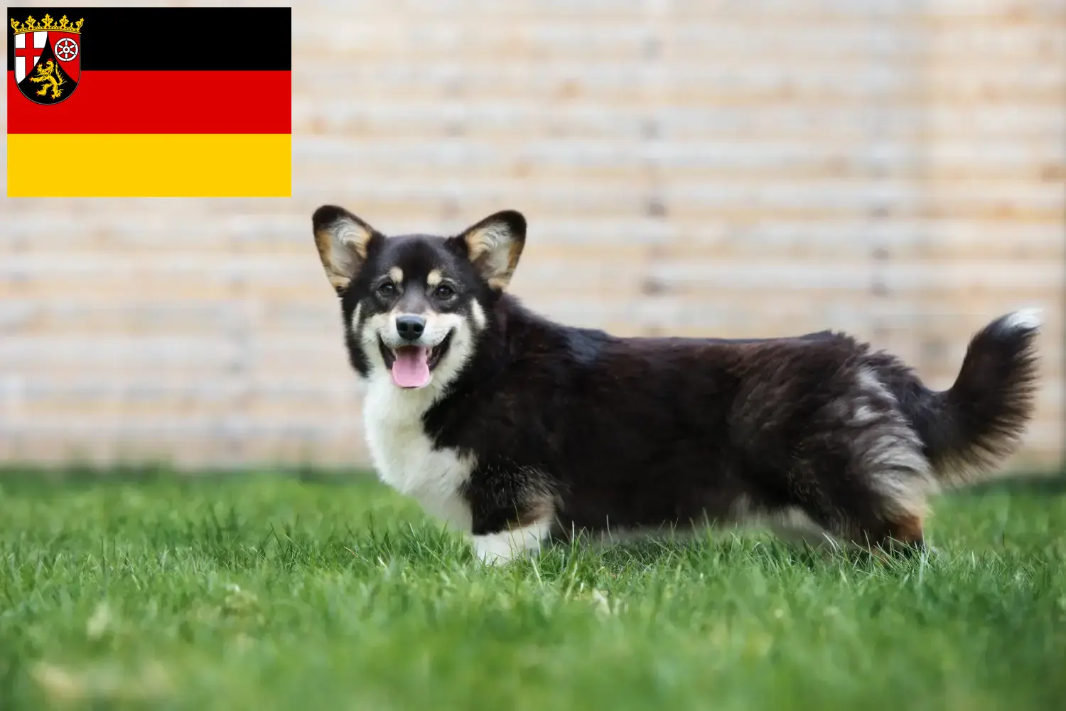 Welsh Corgi puppies and breeders Rhineland-Palatinate Here you will find Welsh Corgis breeders in Rhineland-Palatinate.