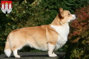 Read more about the article Welsh Corgi breeders and puppies in Salzburg
