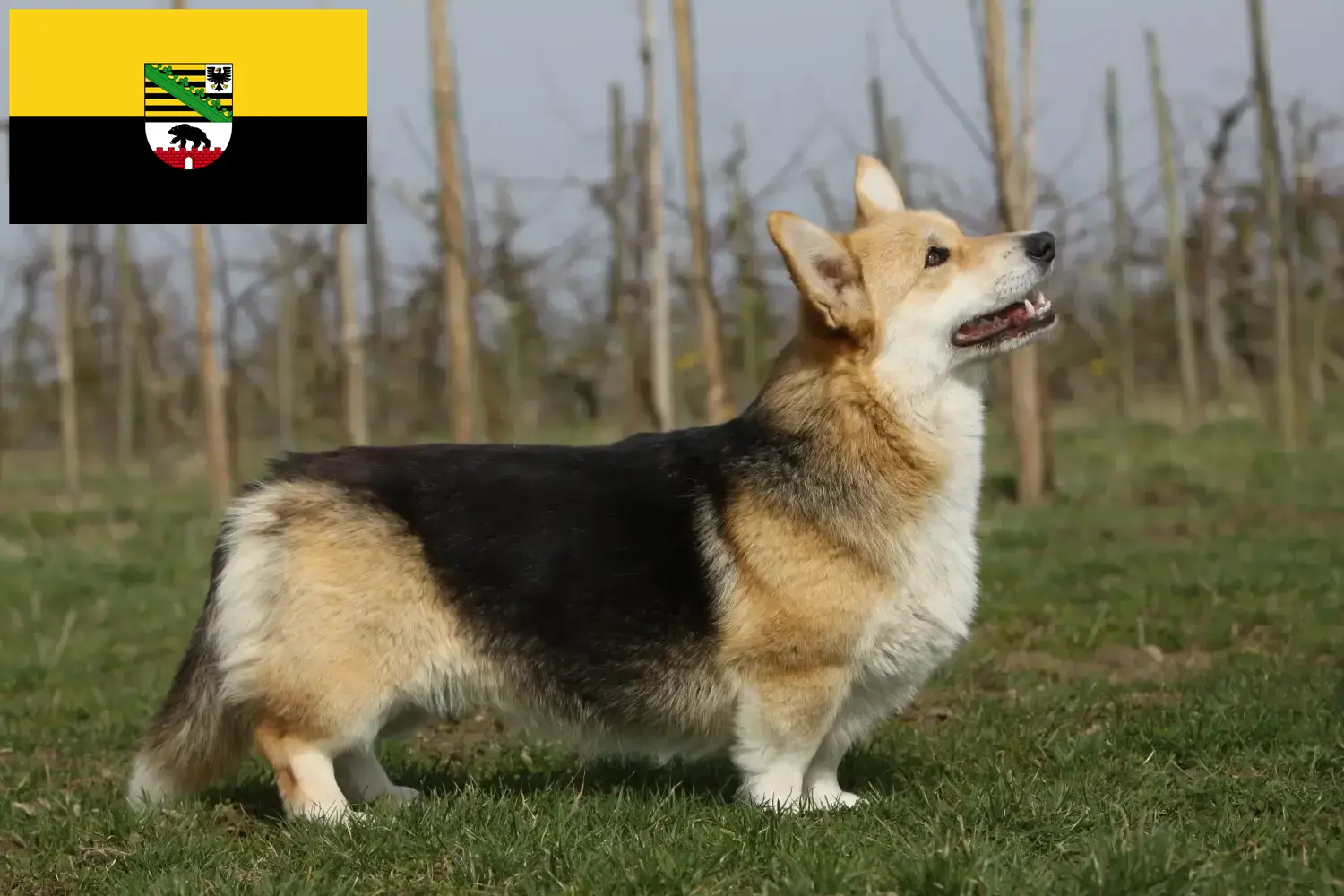 Welsh Corgi puppies and breeders Saxony-Anhalt Here you will find Welsh Corgis breeders in Saxony-Anhalt.