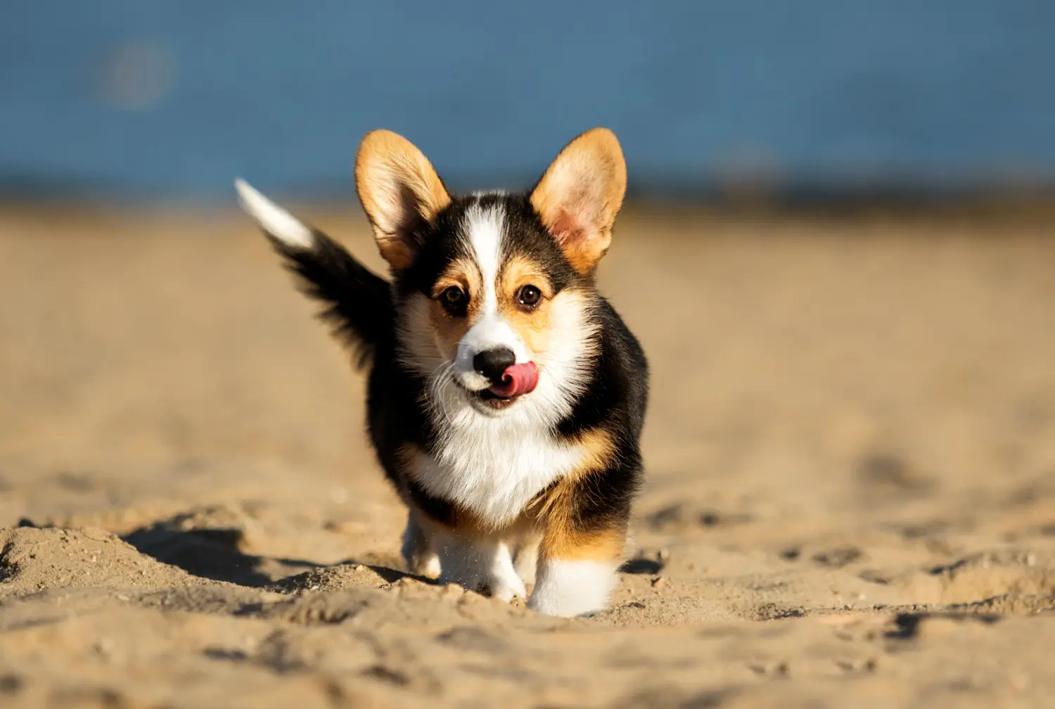 Buying a Welsh Corgi puppy means taking responsibility! Buy Welsh Corgi puppies.