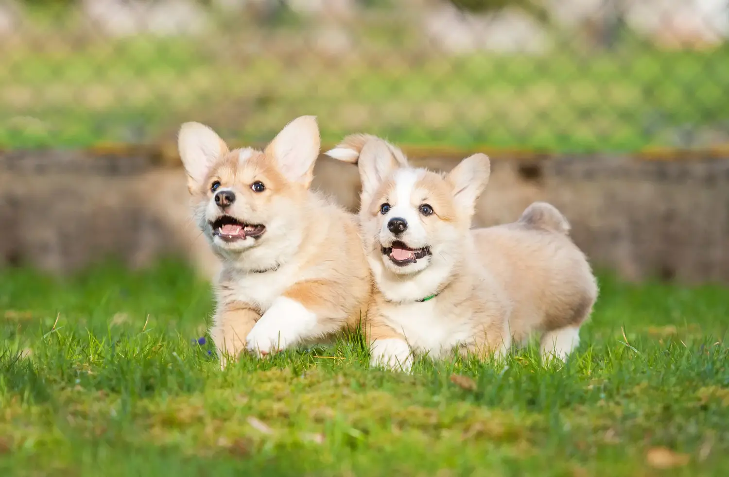 Buying a Welsh Corgi puppy means taking responsibility! Buy Welsh Corgi puppies.