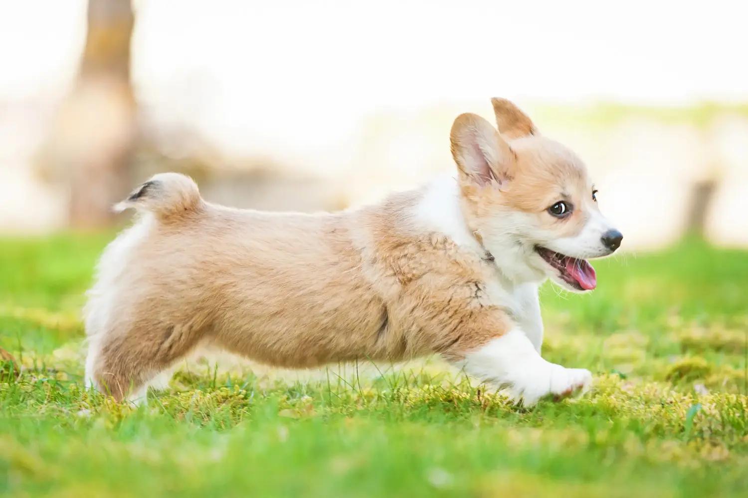 Buying a Welsh Corgi puppy means taking responsibility! Buy Welsh Corgi puppies.