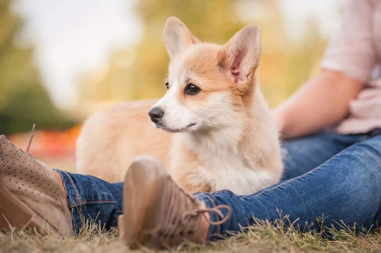 Buying a Welsh Corgi puppy means taking responsibility! Buy Welsh Corgi puppies.